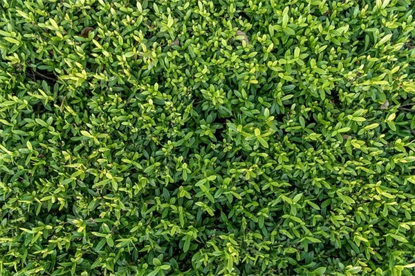 Aromasイチゴ栽培で失敗しないたった3つのコツ。知っておきたい水やり、日当たり、肥料のポイント
