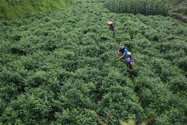 七月に種をまくならコレ！初霜まで咲く最速開花植物5選