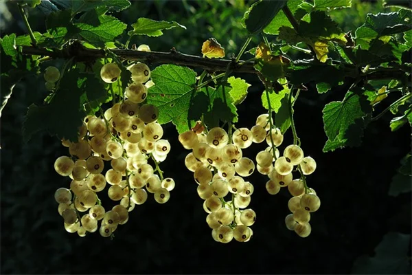 6月の藤の木に今すぐやるべき5つの作業 来年の花を確実に咲かせる方法