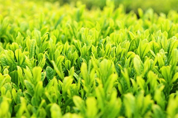 新しく植えた木にマルチングは絶対に必要？実践してわかった効果と正しい方法