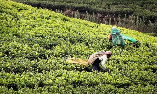 紙袋でスズメバチを撃退？ 効果的な偽の巣の作り方と設置のコツ