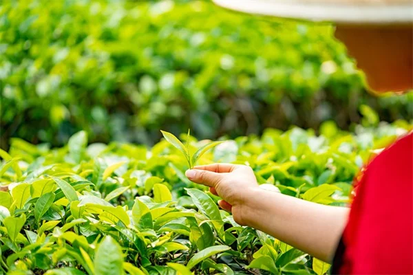 イチョウの生垣の剪定方法　茂らせる＆密に育てる失敗しないコツ