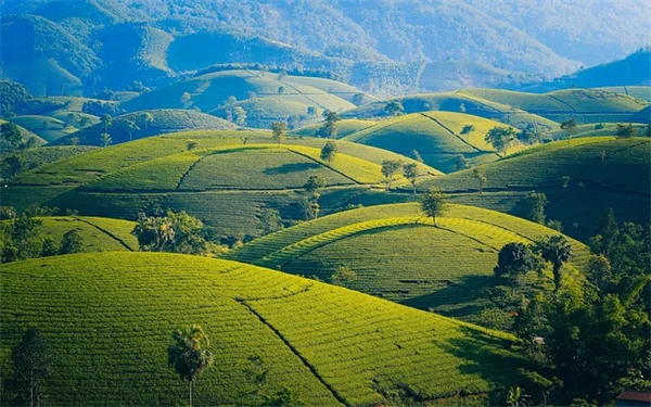 タイガの植物が生き残る5つの秘密：針葉樹の適応戦略を解説